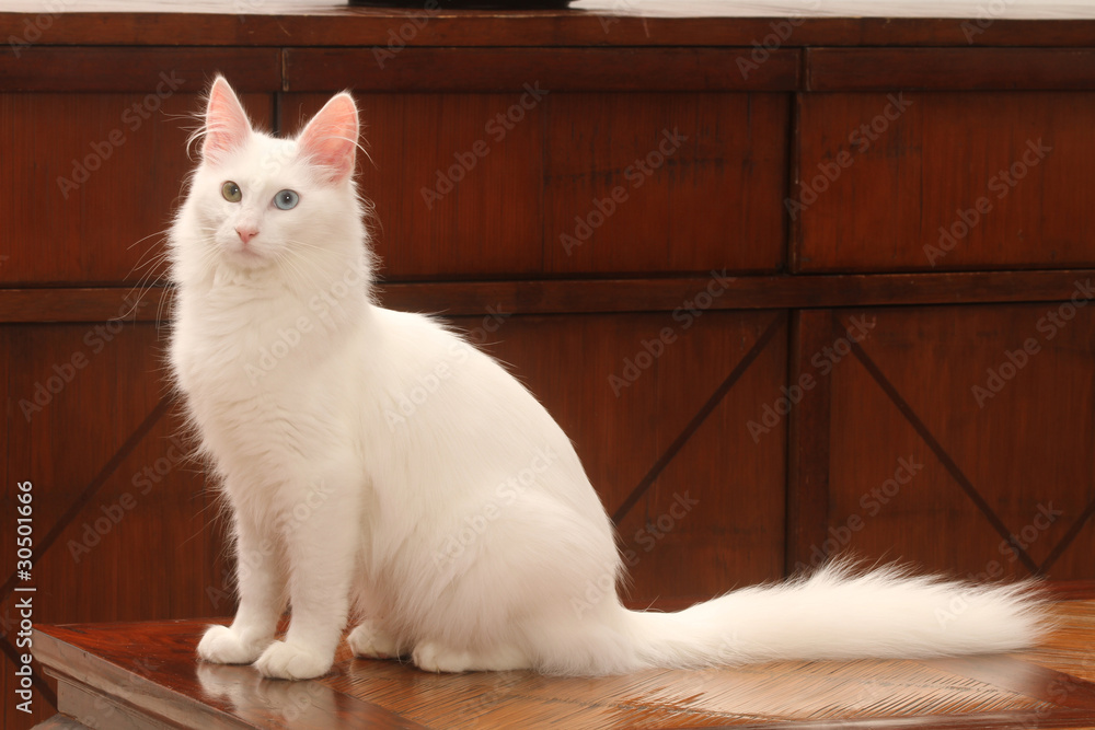 élégance du chat angora assis de profil - obrazy, fototapety, plakaty 