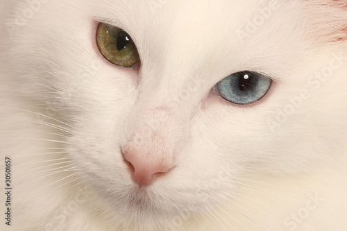 deux yeux de couleurs différentes pour le chat angora
