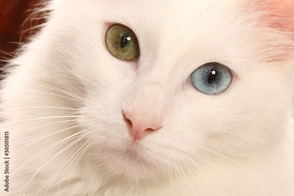 yeux vairons du chat angora turc yeux vairons du chat angora turc