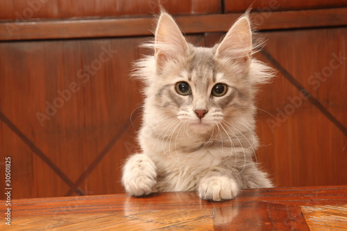 jeune chat angora turc curieux