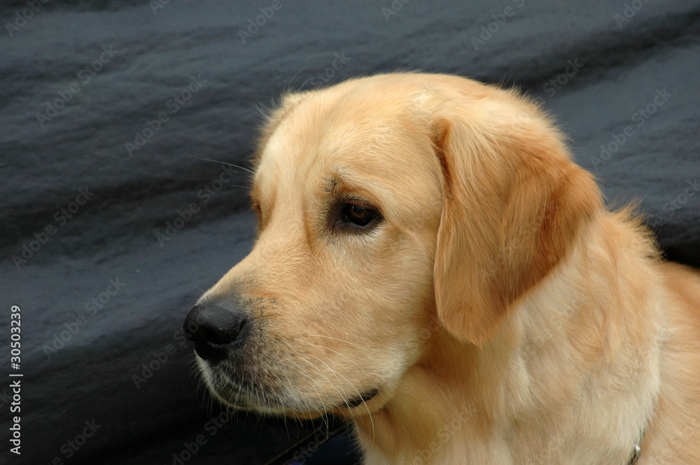 Golden Retriever dog head portrait