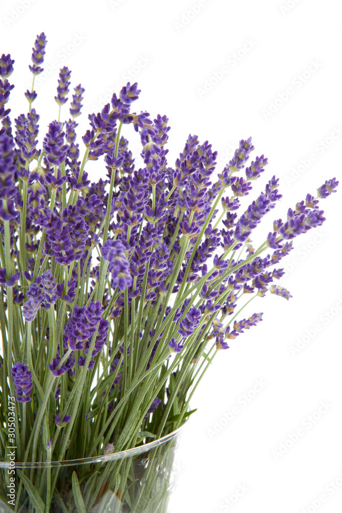 Plucked lavender in glass vase over white background Plucked lavender in glass vase over white background