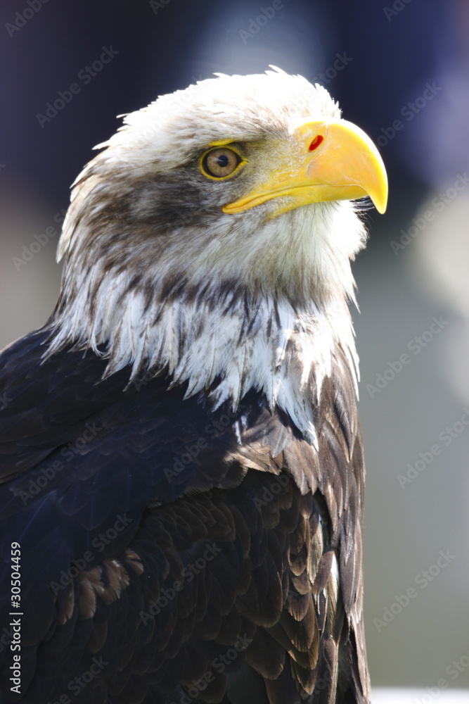 Obraz premium Weißkopfseeadler