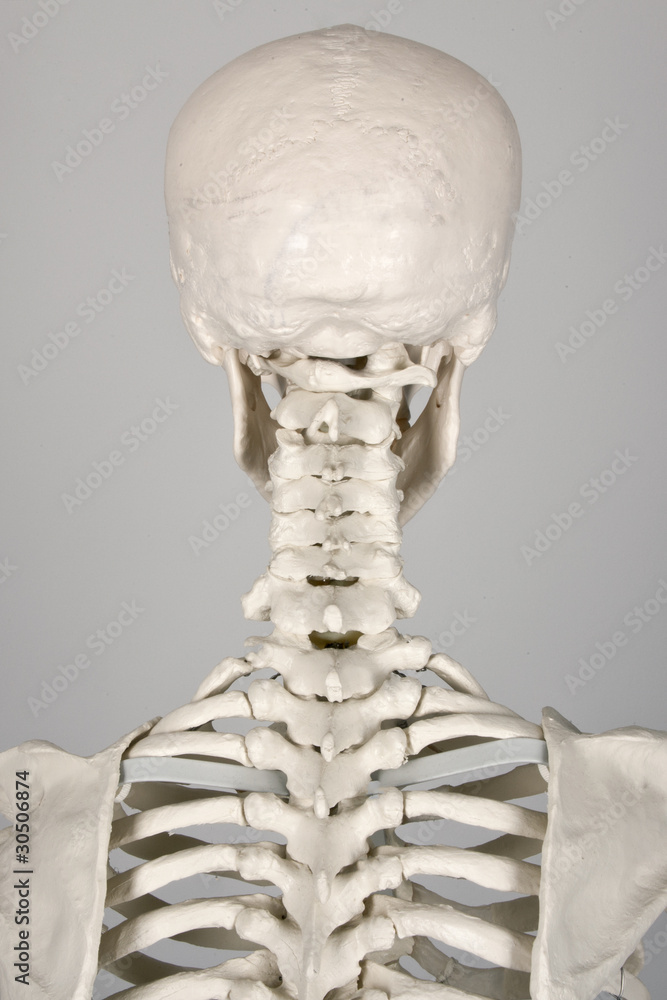 Rücken Skelett Stock-Foto | Adobe Stock