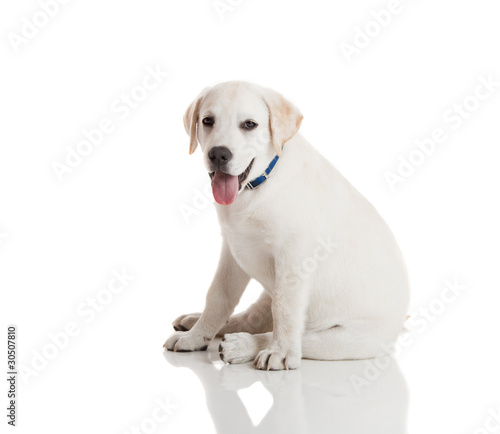 Labrador Retriever Puppy © ikostudio