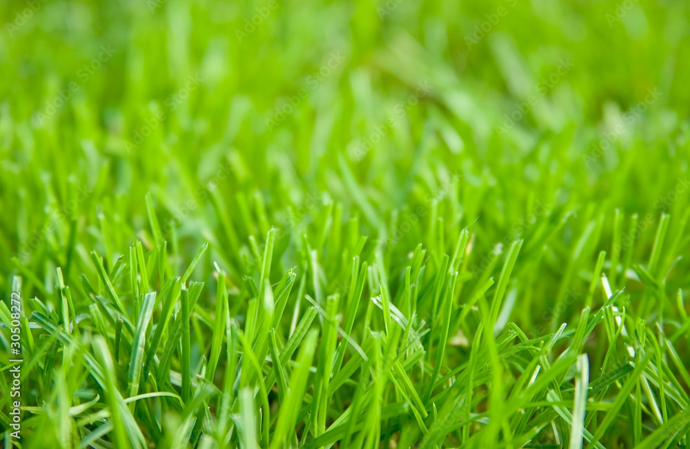 Green grass Green grass