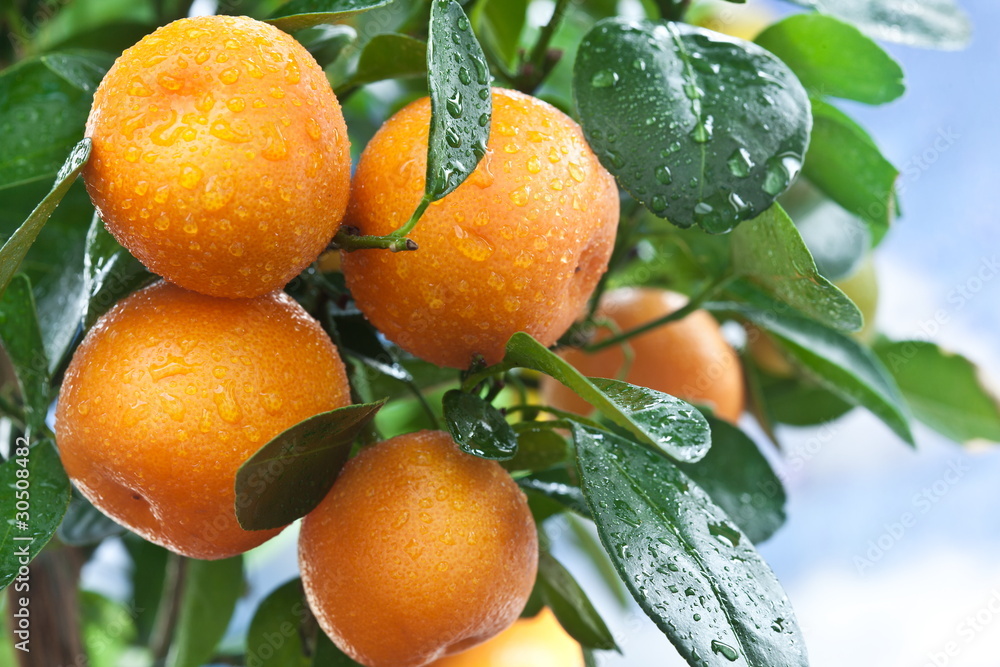 Ripe tangerines on a tree branch. Blue sky on the background.
