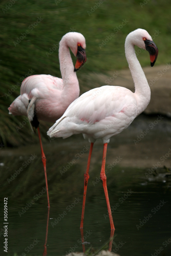 beautiful flamingo portrait
