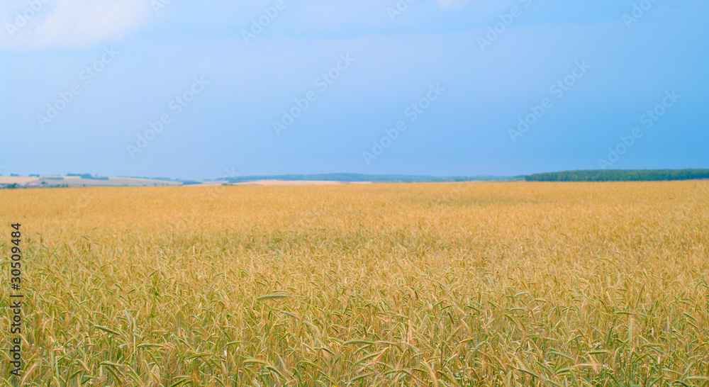 Obraz premium Rye field