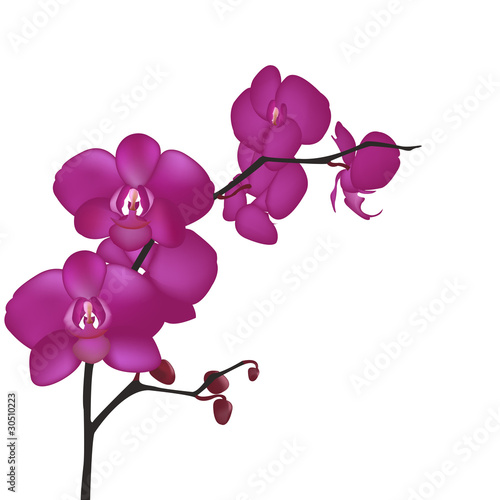 Orchid