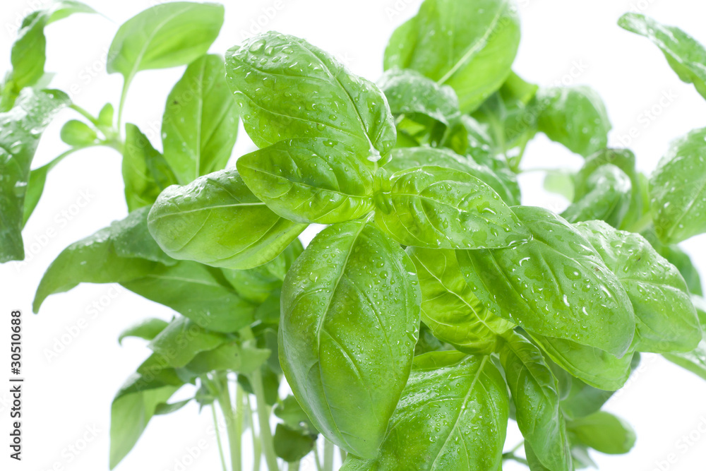 Fresh basil Fresh basil