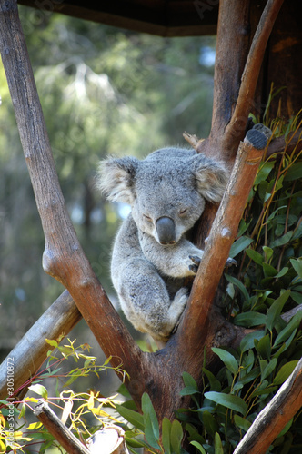 Koala asleep in a tree