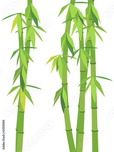 Fototapeta Naklejka Na Ścianę i Meble -  Green bamboo with leaves isolated on white background