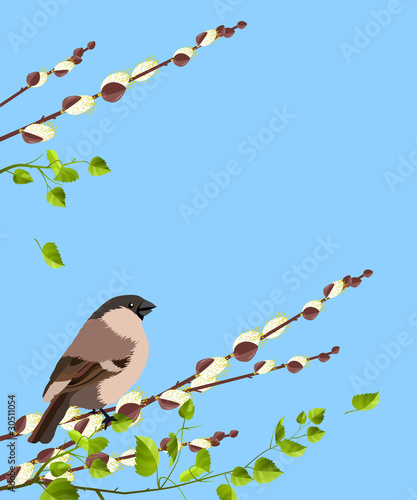 Small sparrow sitting on pussy willow branches