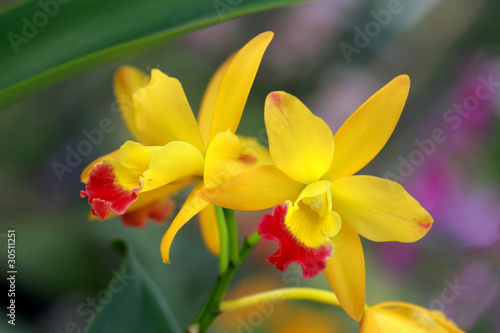 a pair of yellow orchid in nature