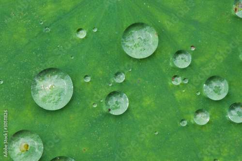 drop of water on lotus leaf