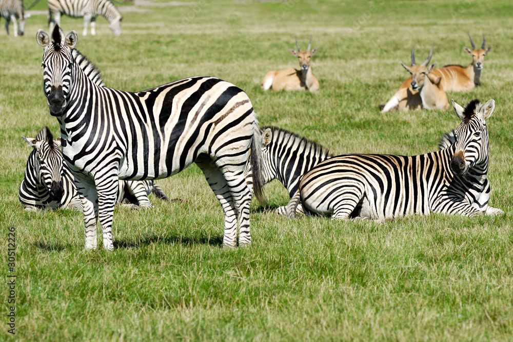 Group of zebras