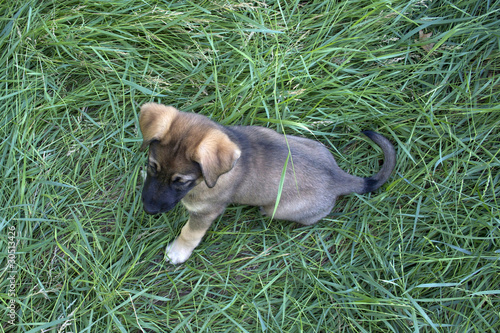 German Shepherd Puppy