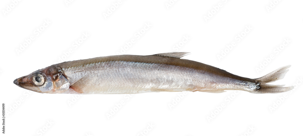 Raw capelin (Path) Raw capelin (Path)
