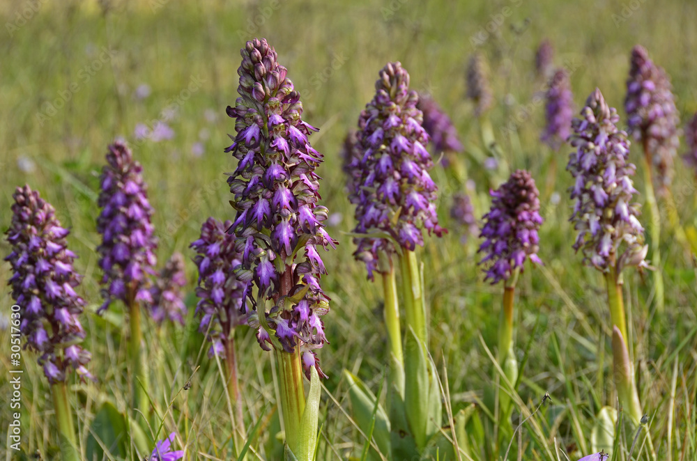 Obraz premium Orchis Pourpré01