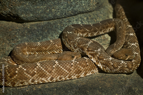 Two Rattlesnakes © Krzysztof Wiktor