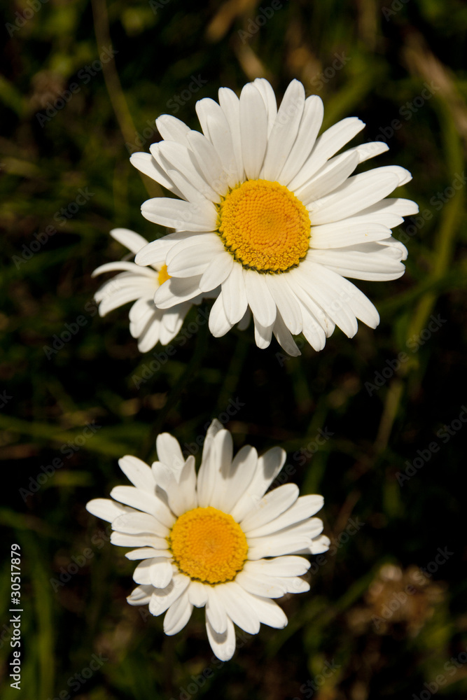 Fototapeta premium fioritura estiva, Monte Baldo