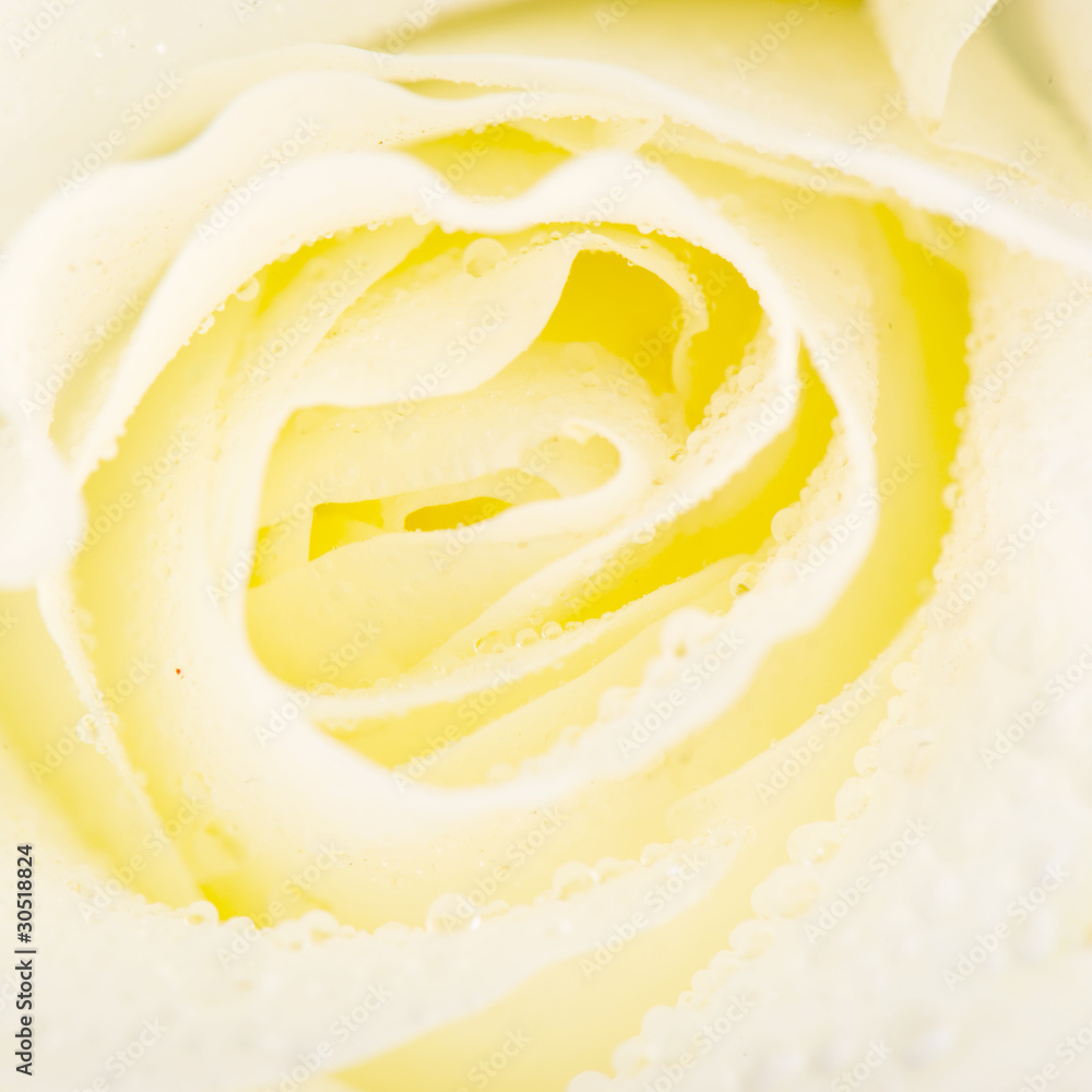 White rose
