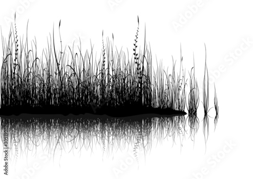 Grass - isolated on white