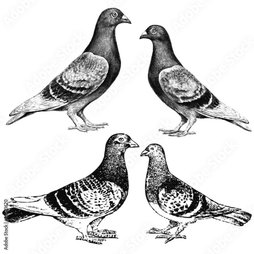 pigeons
