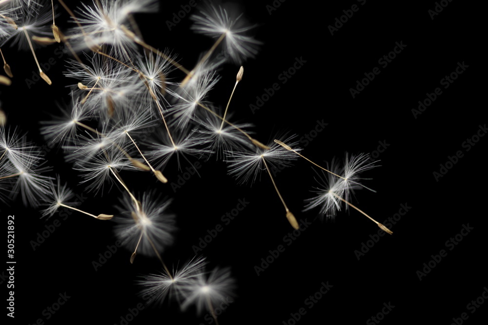 Seeds of dandelion, isolated on black