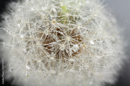 Obraz na plátně Head of dandelion, macro
