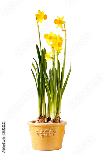 Fototapeta Naklejka Na Ścianę i Meble -  Narcisi in vaso