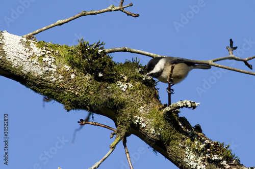 Black-capped Chickadee (Poecile atricapillus)