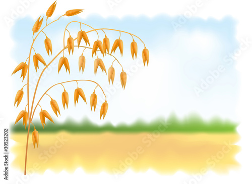 Ear of oats. Field and sky in the background. Vector illustratio