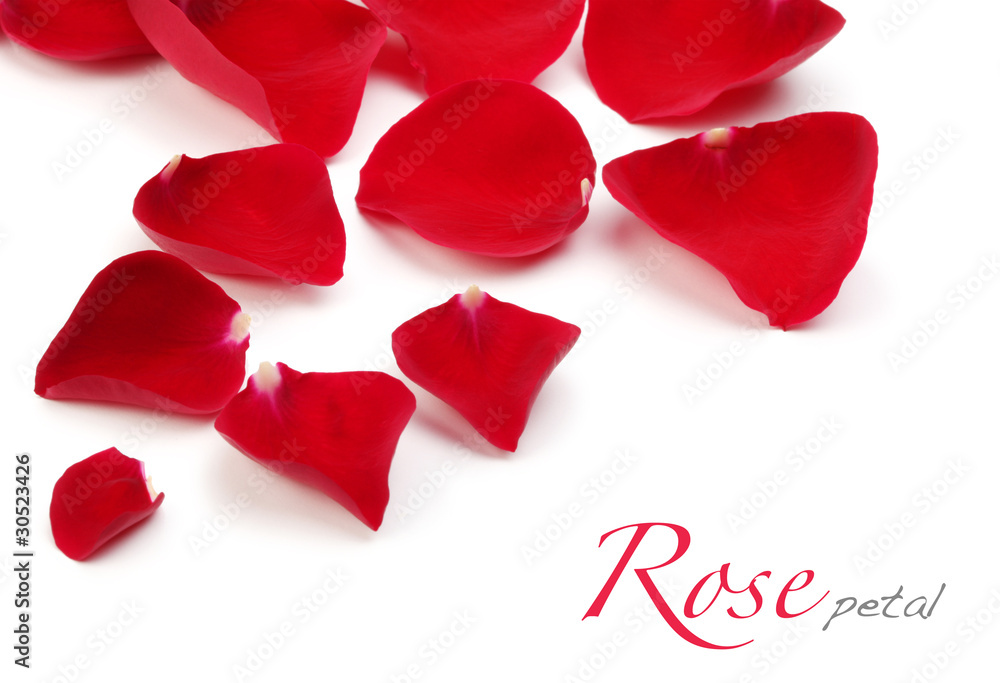 rose petals rose petals