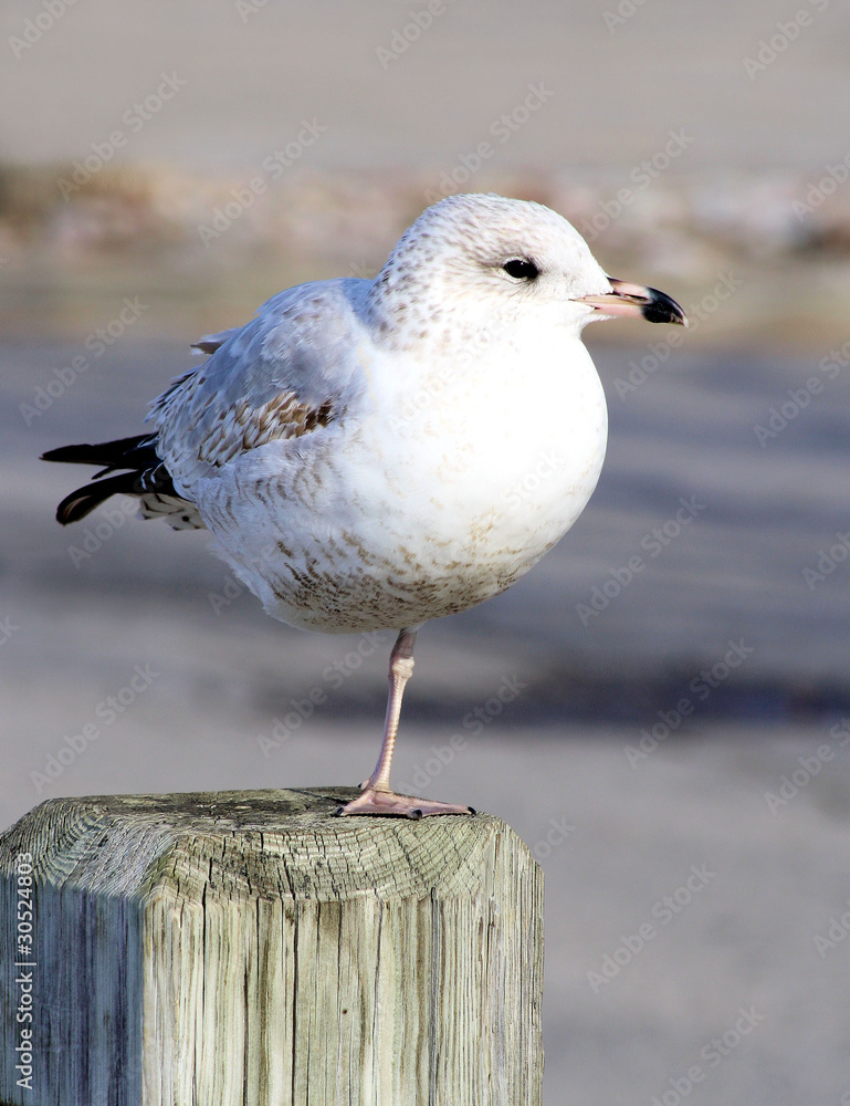 Seagull balancing on post watching the world go by Seagull balancing on post watching the world go by