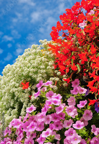 Balkonpflanzen, beliebte Sommerblumen photo