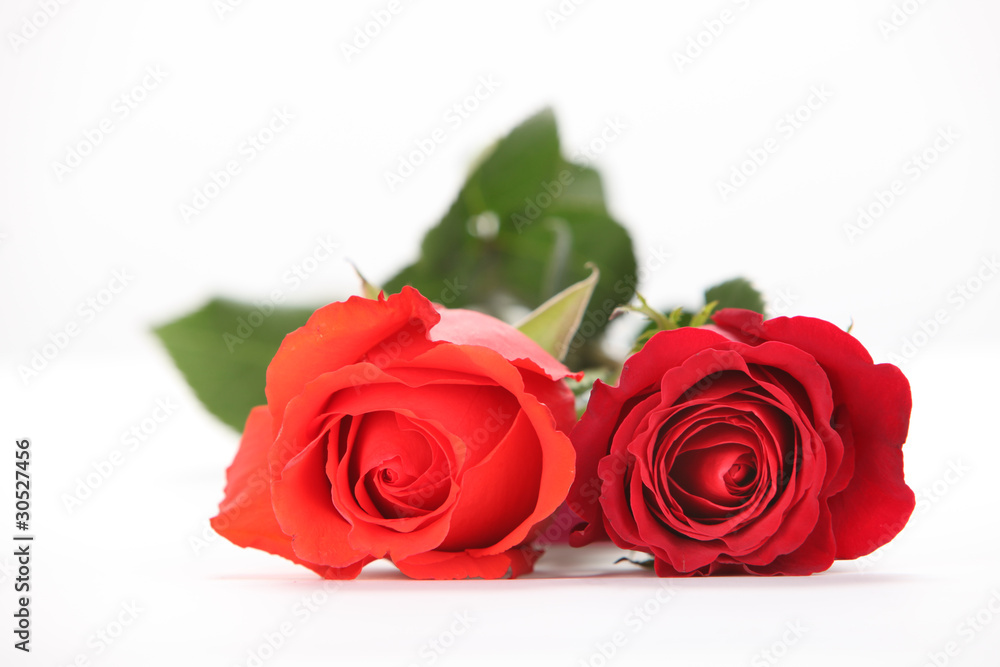 Red & Coral Roses on Table Red & Coral Roses on Table