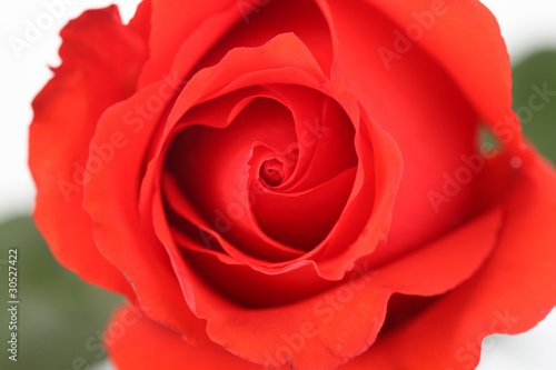 Coral Rose Close-Up