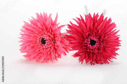 Pink Gerber Daisy Duo © John Karwoski