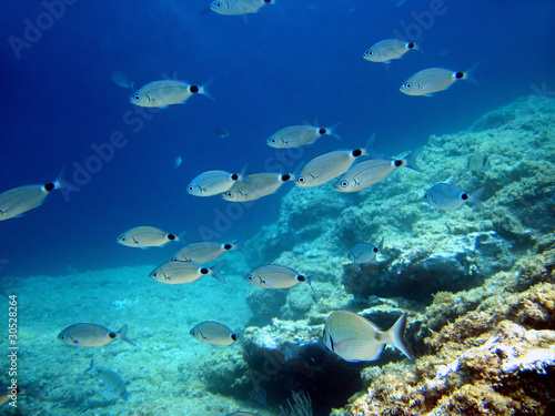 Saddled seabream underwater mediterranean sea © dam