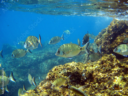 School of fish  white seabream  Diplodus sargus