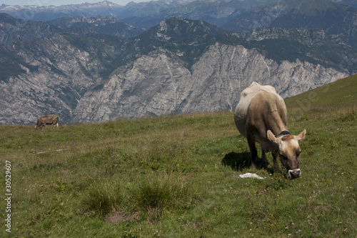 Italian mountains  Dolomiti  cows grazing