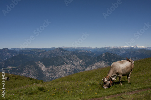 Italian mountains, Dolomiti ,cows grazing