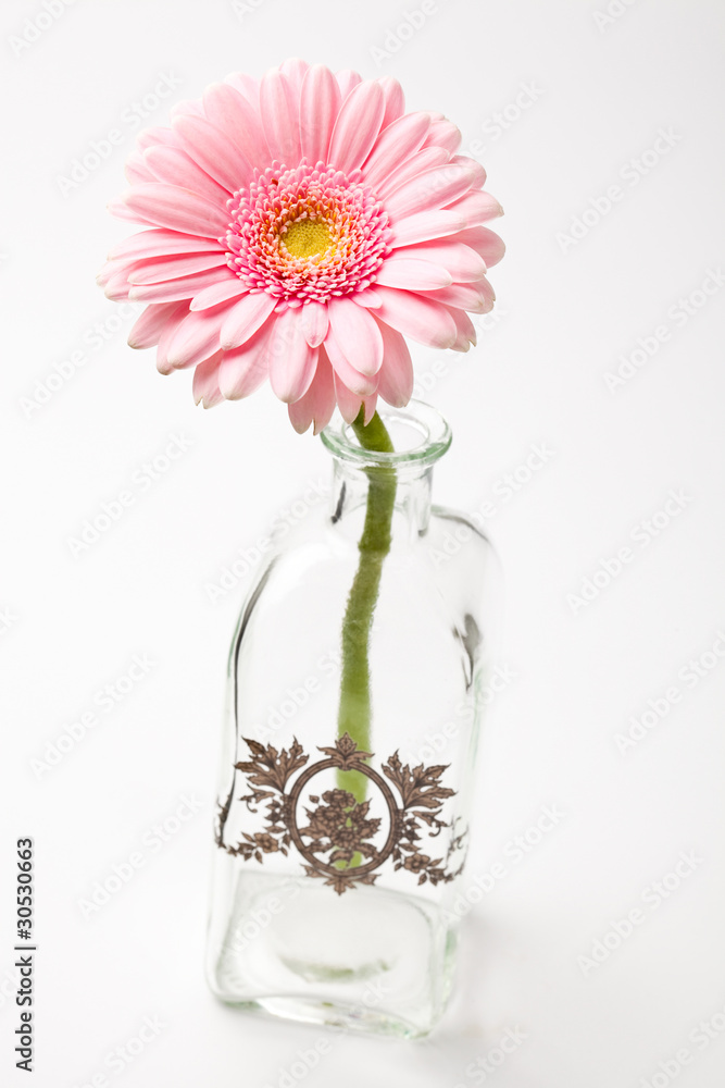 Obraz premium Gerbera flower