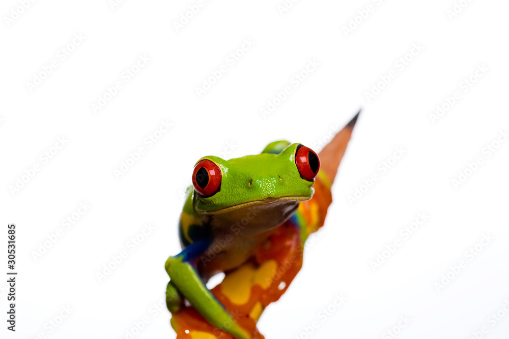 Obraz premium Red Eyed Tree Frog