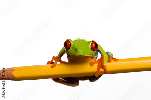 Frog balancing on a pencil