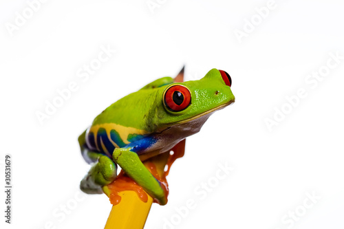 Frog on a pencil