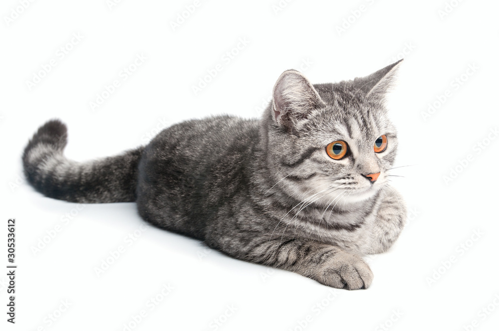 Isolated grey cat Isolated grey cat