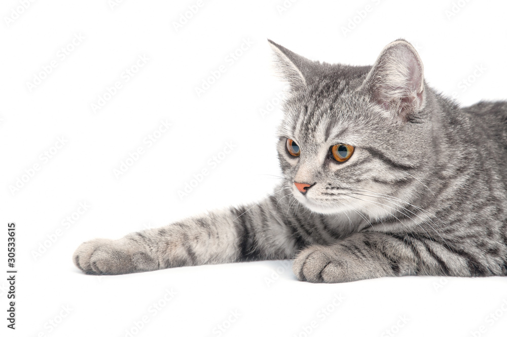 Fototapeta premium Isolated grey cat